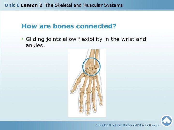 Unit 1 Lesson 2 The Skeletal and Muscular Systems How are bones connected? •