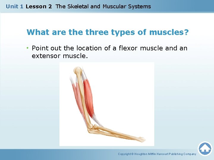 Unit 1 Lesson 2 The Skeletal and Muscular Systems What are three types of