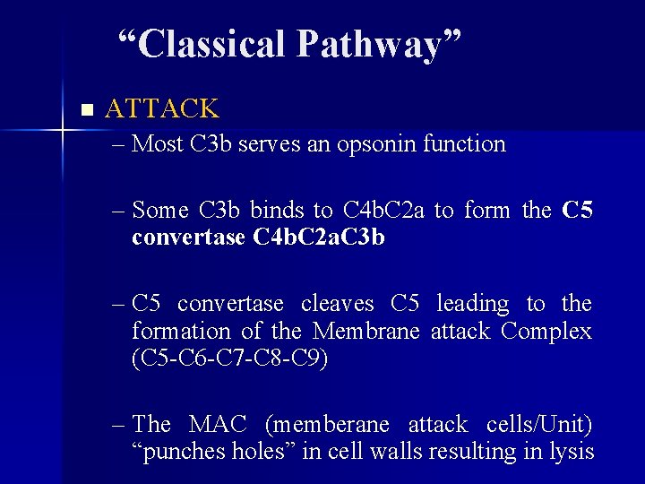 “Classical Pathway” n ATTACK – Most C 3 b serves an opsonin function –