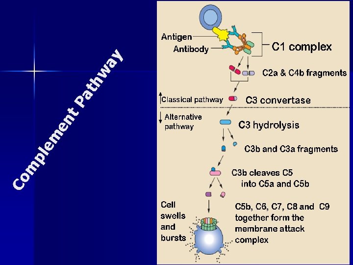 Co m pl em en t. P at hw ay 