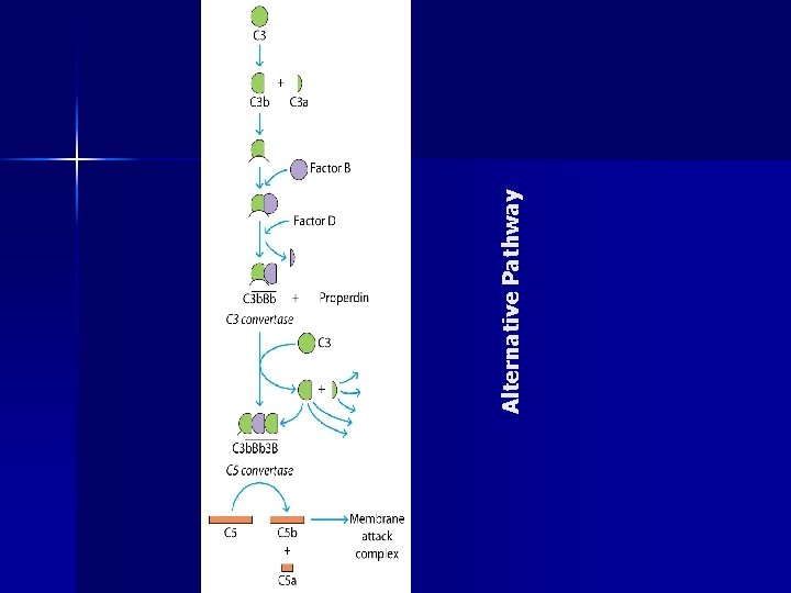 Alternative Pathway 