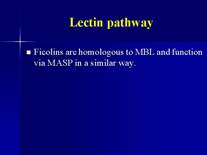 Lectin pathway n Ficolins are homologous to MBL and function via MASP in a