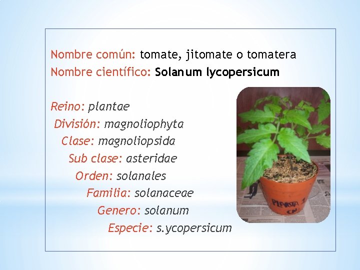 Nombre común: tomate, jitomate o tomatera Nombre científico: Solanum lycopersicum Reino: plantae División: magnoliophyta