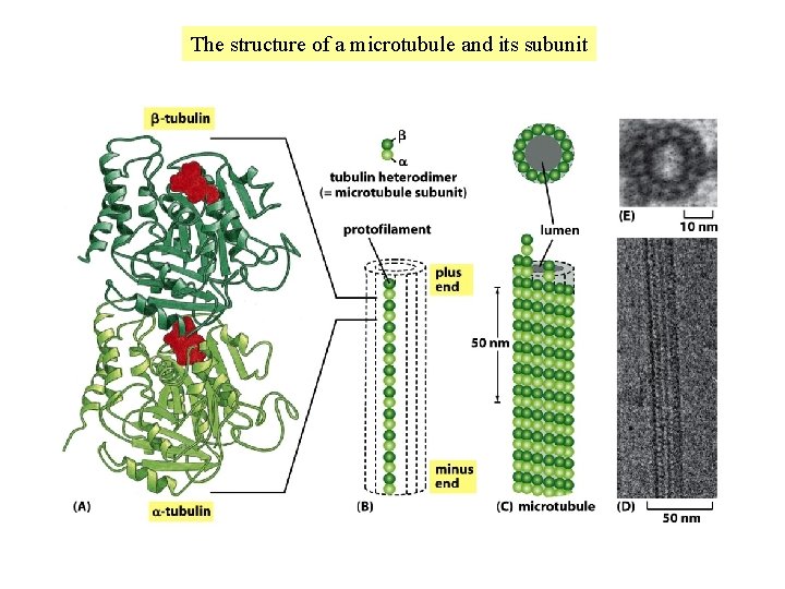 The structure of a microtubule and its subunit 