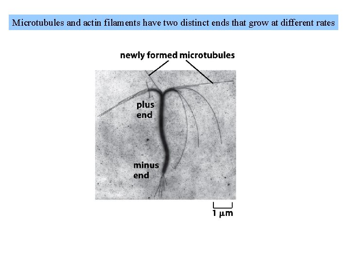 Microtubules and actin filaments have two distinct ends that grow at different rates 