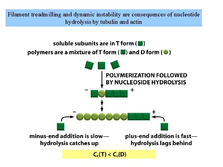 Filament treadmilling and dynamic instability are consequences of nucleotide hydrolysis by tubulin and actin