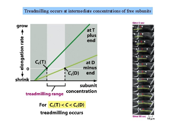 Treadmilling occurs at intermediate concentrations of free subunits 