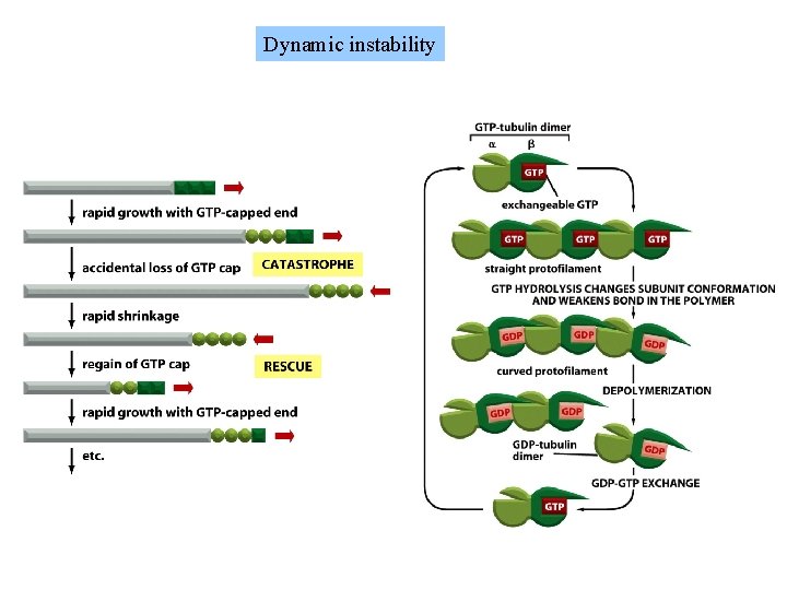 Dynamic instability 