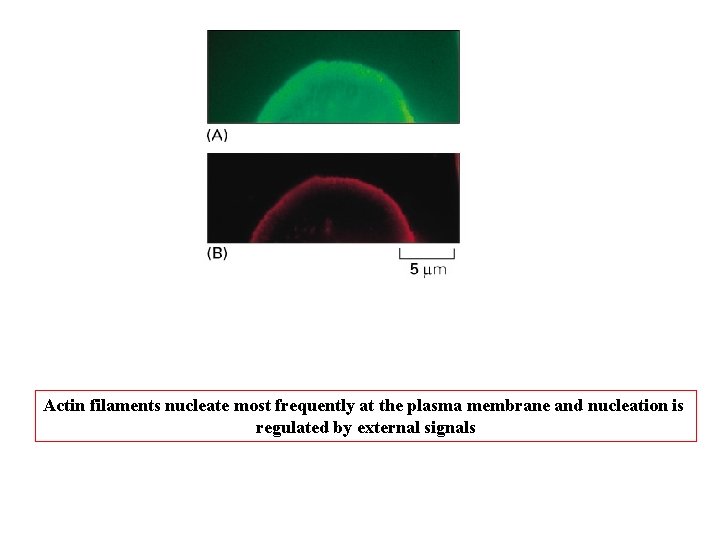 Actin filaments nucleate most frequently at the plasma membrane and nucleation is regulated by