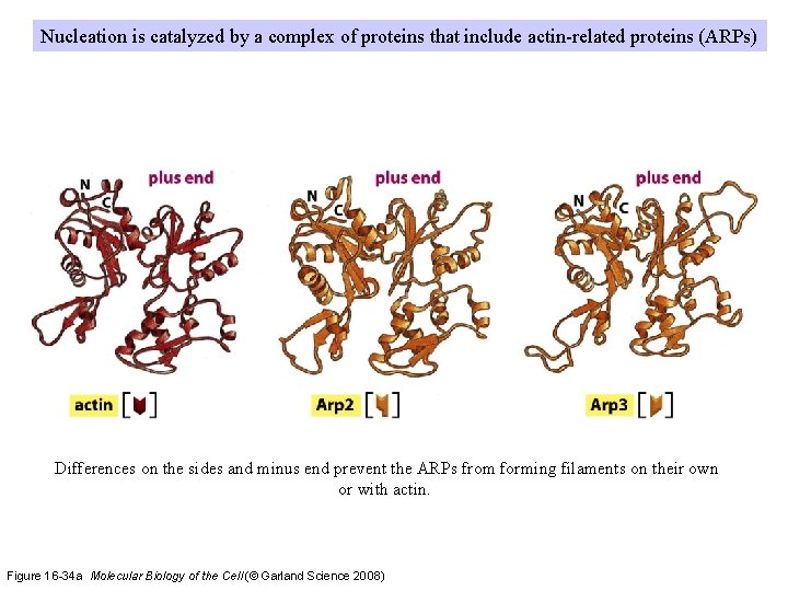 Nucleation is catalyzed by a complex of proteins that include actin-related proteins (ARPs) Differences