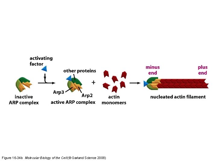 Figure 16 -34 b Molecular Biology of the Cell (© Garland Science 2008) 