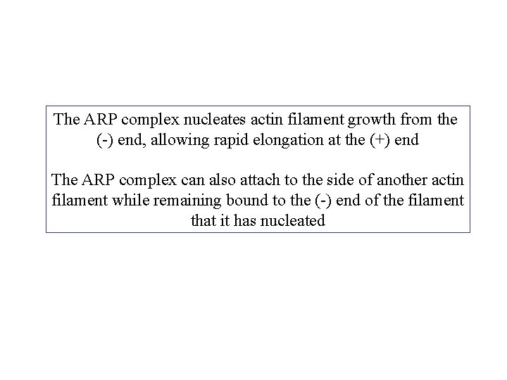 The ARP complex nucleates actin filament growth from the (-) end, allowing rapid elongation