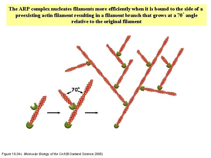 The ARP complex nucleates filaments more efficiently when it is bound to the side