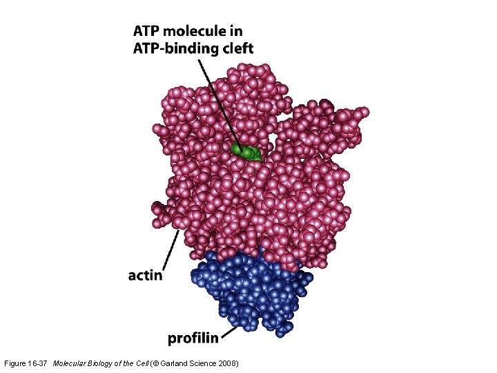 Figure 16 -37 Molecular Biology of the Cell (© Garland Science 2008) 