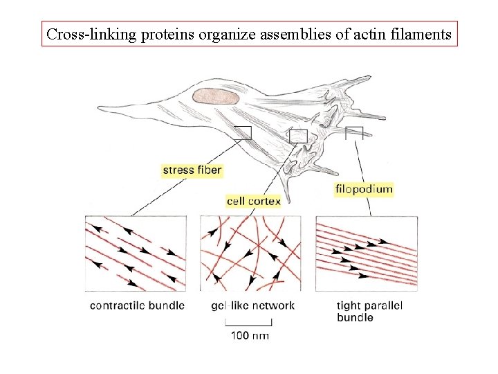 Cross-linking proteins organize assemblies of actin filaments 