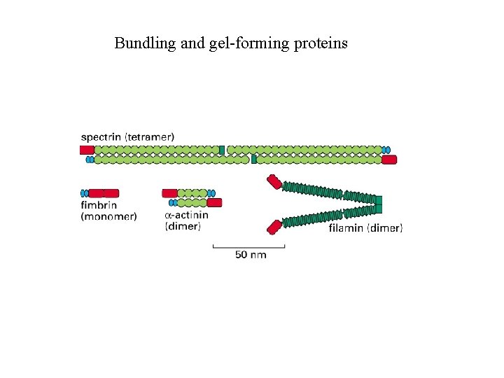 Bundling and gel-forming proteins 