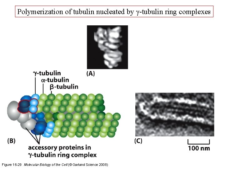 Polymerization of tubulin nucleated by g-tubulin ring complexes Figure 16 -29 Molecular Biology of