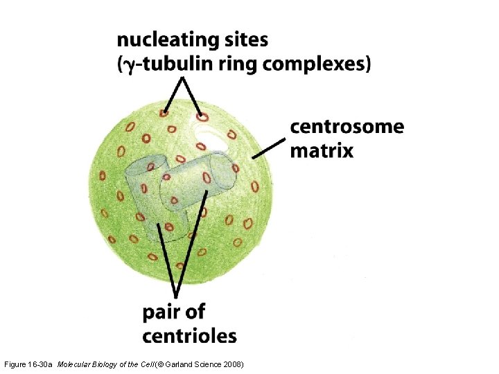 Figure 16 -30 a Molecular Biology of the Cell (© Garland Science 2008) 