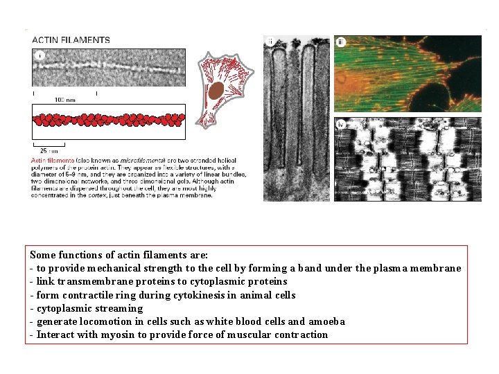 Some functions of actin filaments are: - to provide mechanical strength to the cell