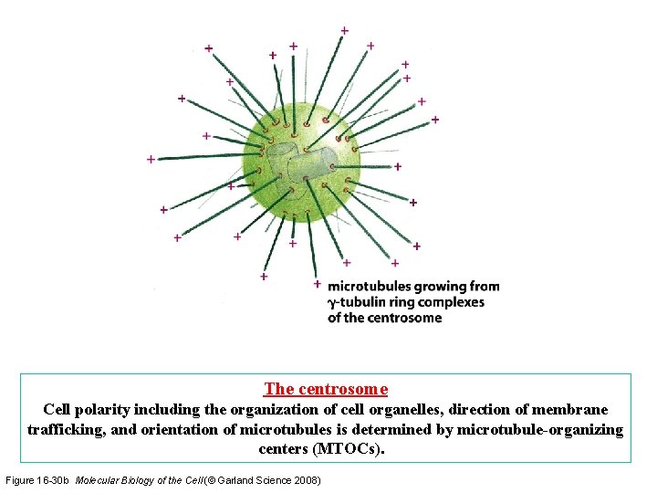The centrosome Cell polarity including the organization of cell organelles, direction of membrane trafficking,