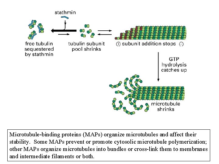 Microtubule-binding proteins (MAPs) organize microtubules and affect their stability. Some MAPs prevent or promote