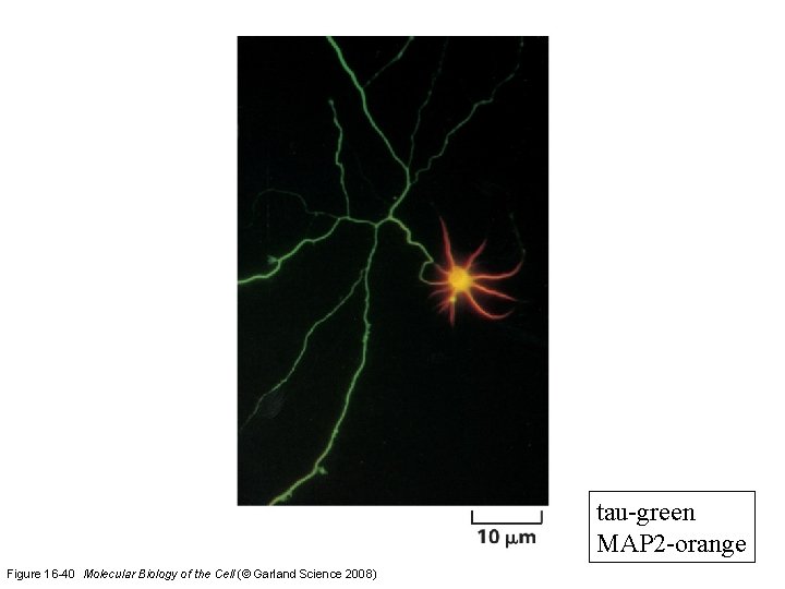 tau-green MAP 2 -orange Figure 16 -40 Molecular Biology of the Cell (© Garland