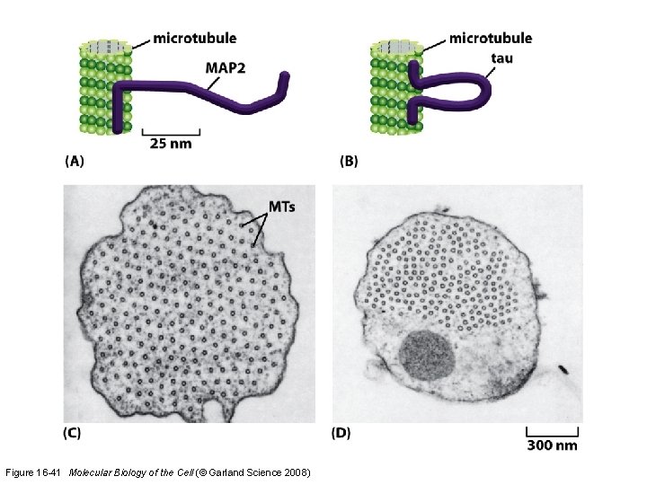 Figure 16 -41 Molecular Biology of the Cell (© Garland Science 2008) 