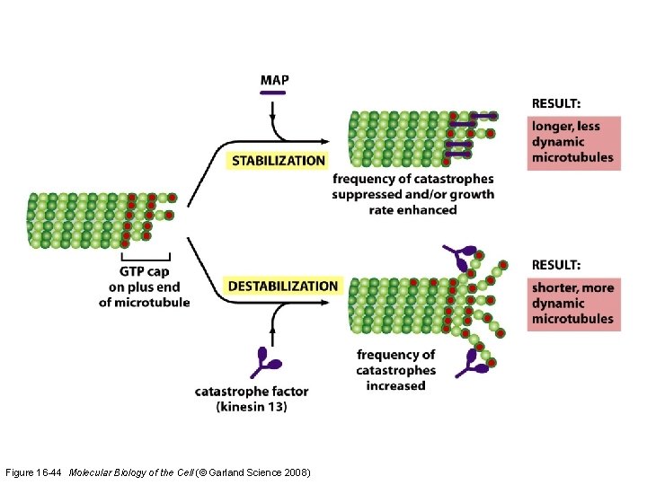 Figure 16 -44 Molecular Biology of the Cell (© Garland Science 2008) 