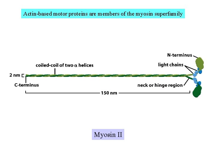 Actin-based motor proteins are members of the myosin superfamily Myosin II 