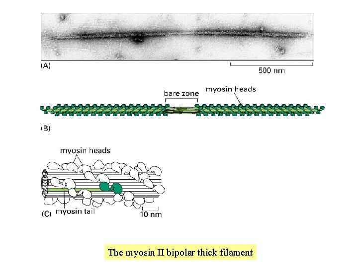 The myosin II bipolar thick filament 