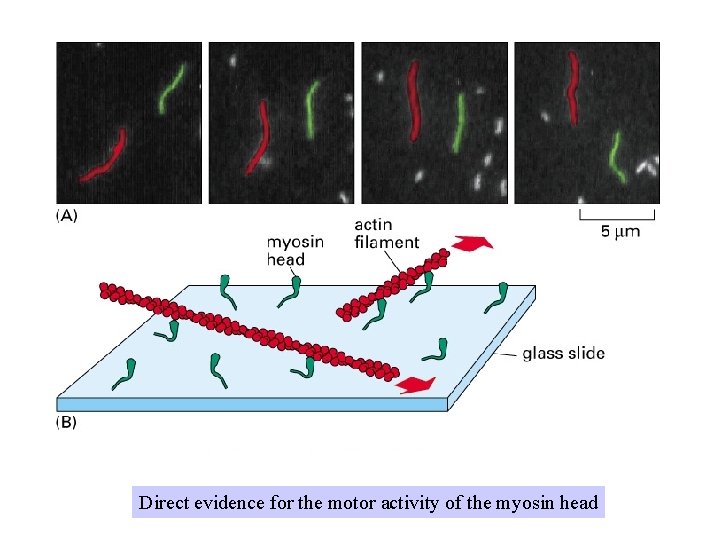 Direct evidence for the motor activity of the myosin head 