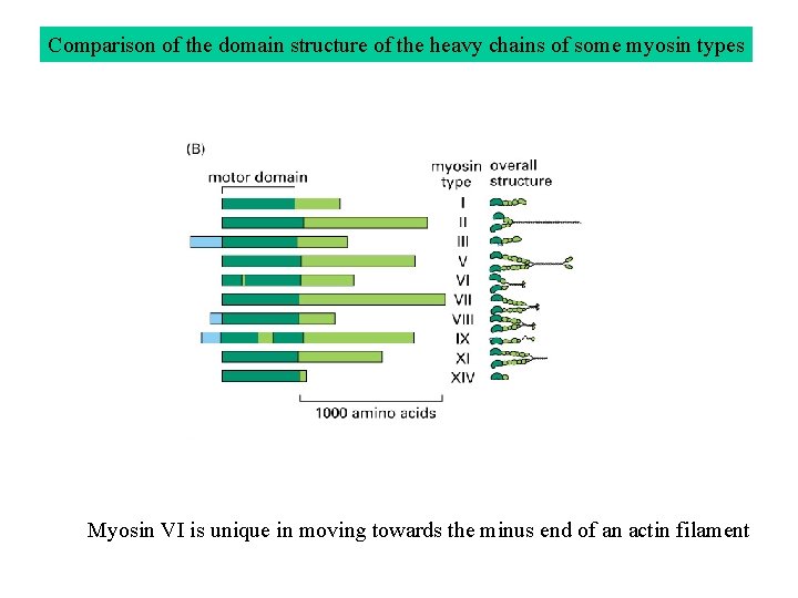 Comparison of the domain structure of the heavy chains of some myosin types Myosin