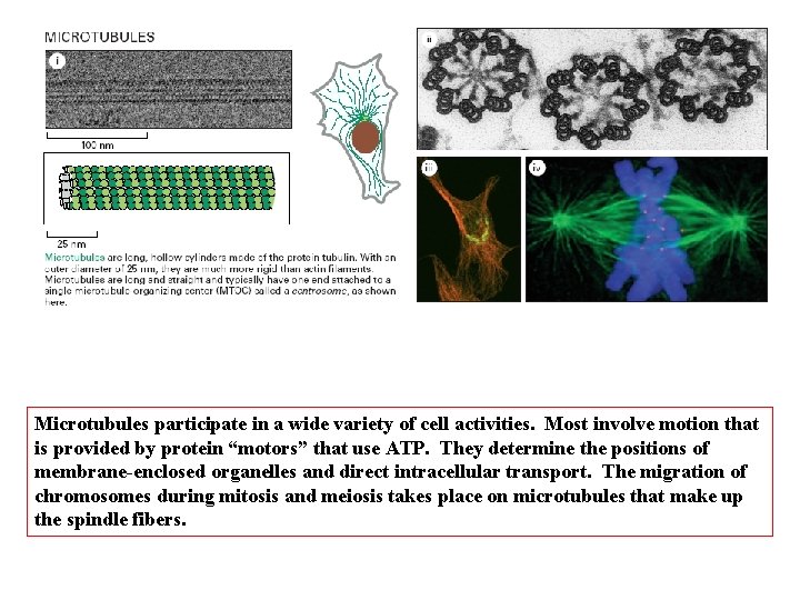 Microtubules participate in a wide variety of cell activities. Most involve motion that is