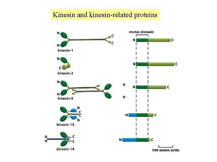 Kinesin and kinesin-related proteins 