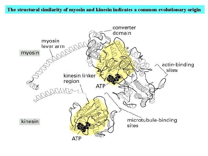 The structural similarity of myosin and kinesin indicates a common evolutionary origin 