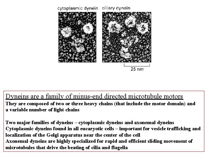 Dyneins are a family of minus-end directed microtubule motors They are composed of two