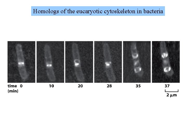 Homologs of the eucaryotic cytoskeleton in bacteria 