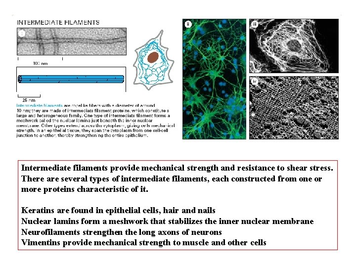 Intermediate filaments provide mechanical strength and resistance to shear stress. There are several types