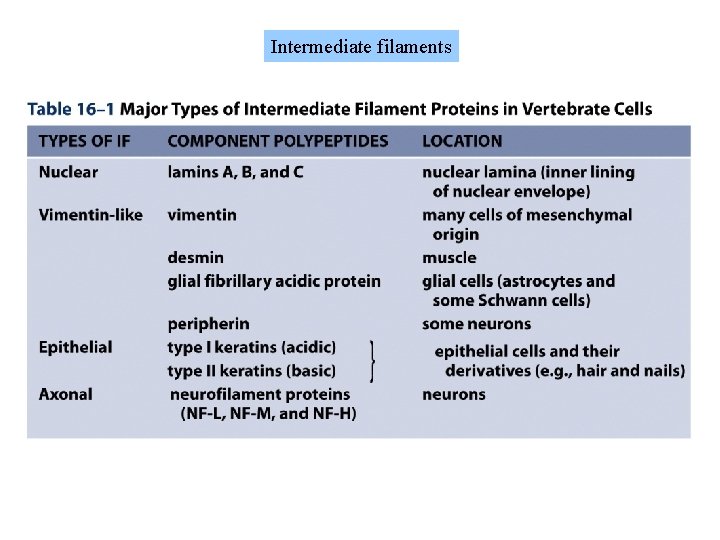 Intermediate filaments 