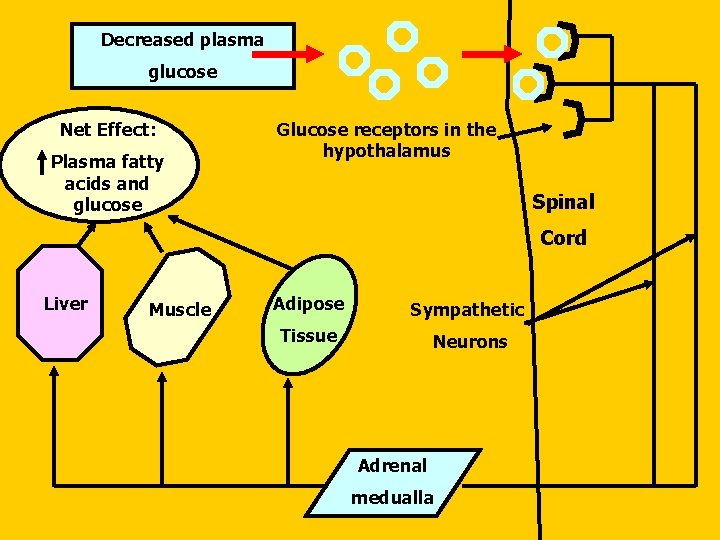 Decreased plasma glucose Net Effect: Plasma fatty acids and glucose Glucose receptors in the Decreased plasma glucose Net Effect: Plasma fatty acids and glucose Glucose receptors in the