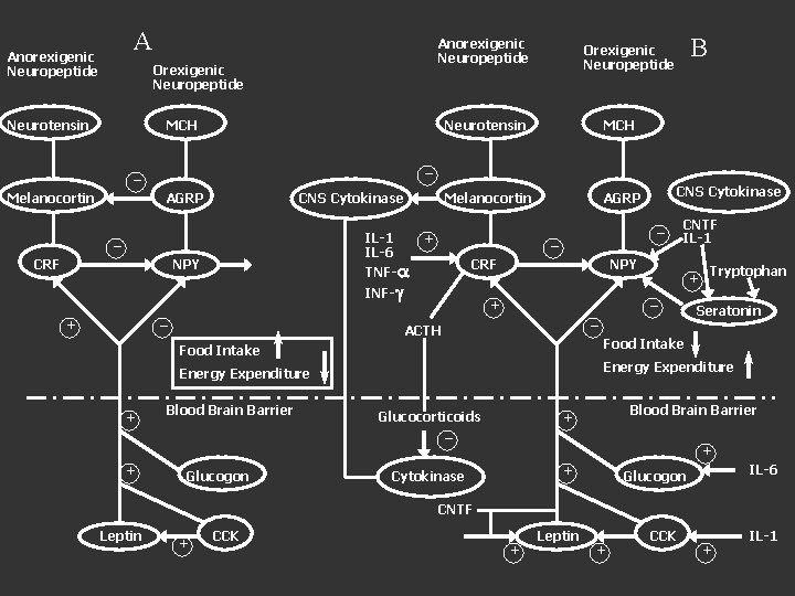 A Anorexigenic Neuropeptide Orexigenic Neuropeptide Neurotensin MCH Melanocortin AGRP _ _ Melanocortin AGRP CNS A Anorexigenic Neuropeptide Orexigenic Neuropeptide Neurotensin MCH Melanocortin AGRP _ _ Melanocortin AGRP CNS