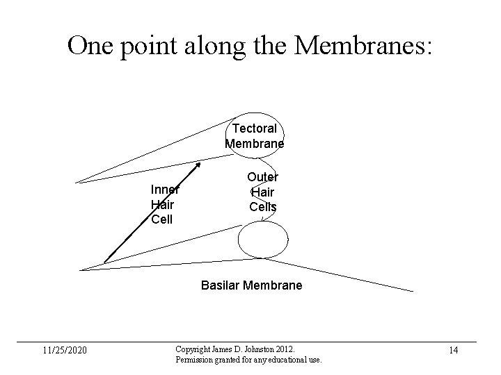 One point along the Membranes: Tectoral Membrane Inner Hair Cell Outer Hair Cells Basilar