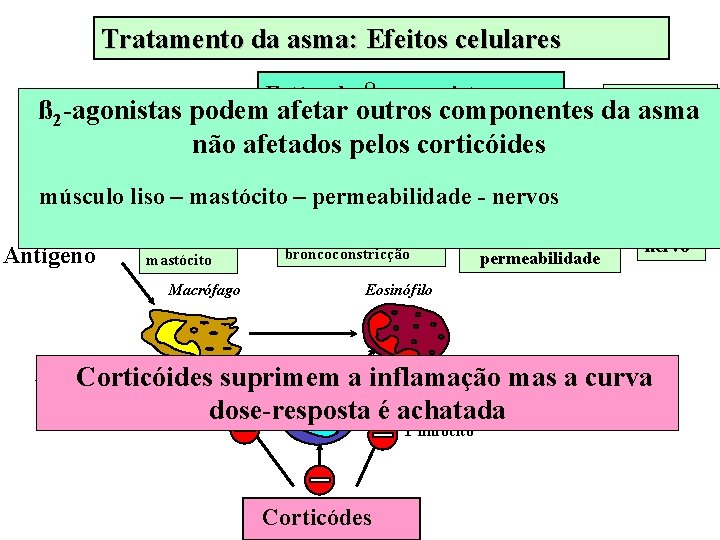 Tratamento da asma: Efeitos celulares Estímulo β 2 - agonista AGUDO ß 2 -agonistas