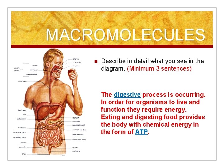 MACROMOLECULES n Describe in detail what you see in the diagram. (Minimum 3 sentences)