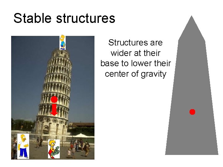 Stable structures Structures are wider at their base to lower their center of gravity Stable structures Structures are wider at their base to lower their center of gravity