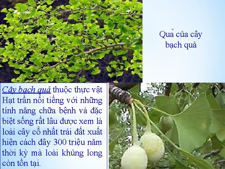 Qua của cây bạch quả Cây bạch quả thuộc thực vật Hạt trần nổi