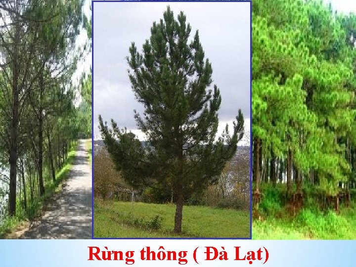 Rừng thông ( Đà Lạt) 