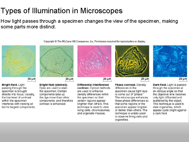Types of Illumination in Microscopes How light passes through a specimen changes the view