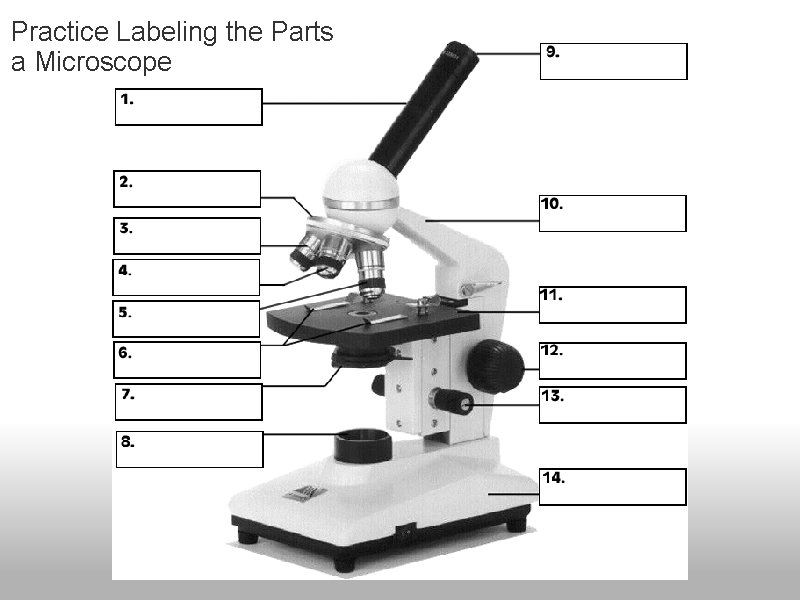 Practice Labeling the Parts a Microscope 