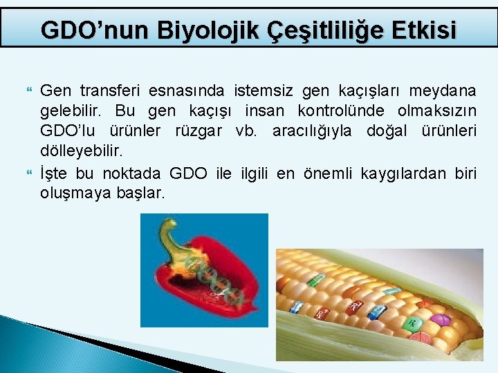 GDO’nun Biyolojik Çeşitliliğe Etkisi Gen transferi esnasında istemsiz gen kaçışları meydana gelebilir. Bu gen